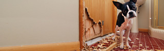 Guidelines to prevent damage to rental properties